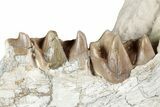 Fossil Running Rhino (Hyracodon) Jaw Section - South Dakota #355498-2